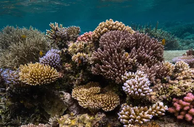 underwater photo of shallow healthy stone corals in Palau