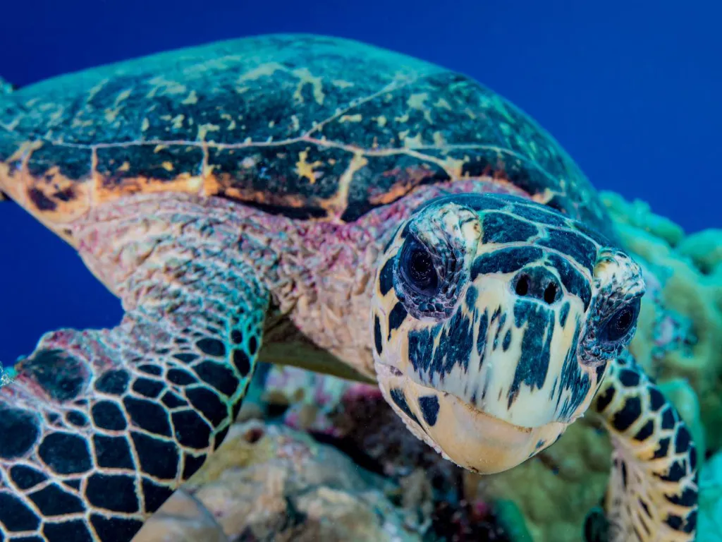7-Day Palau Ultimate Adventure