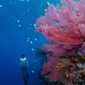 7-Day Palau Ultimate Adventure