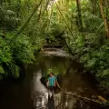 Rhythms of Nature - Waterfall Wonders & Cultural Trails with Palau Explorer